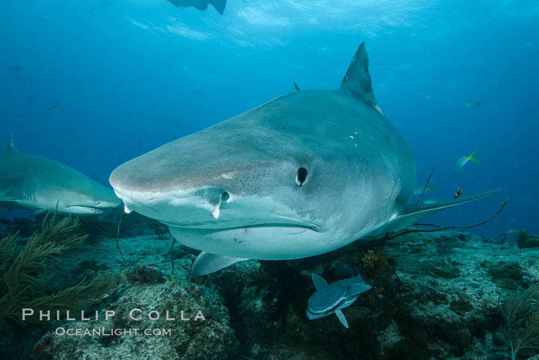 Tiger shark close up view, including nostrils and ampullae of Lorenzini. Bahamas, Galeocerdo cuvier, natural history stock photograph, photo id 31952