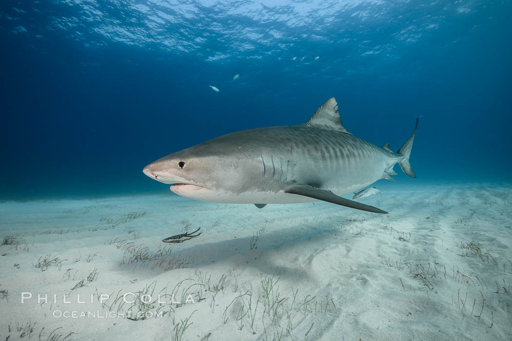 Tiger shark. Bahamas, Galeocerdo cuvier, natural history stock photograph, photo id 31960