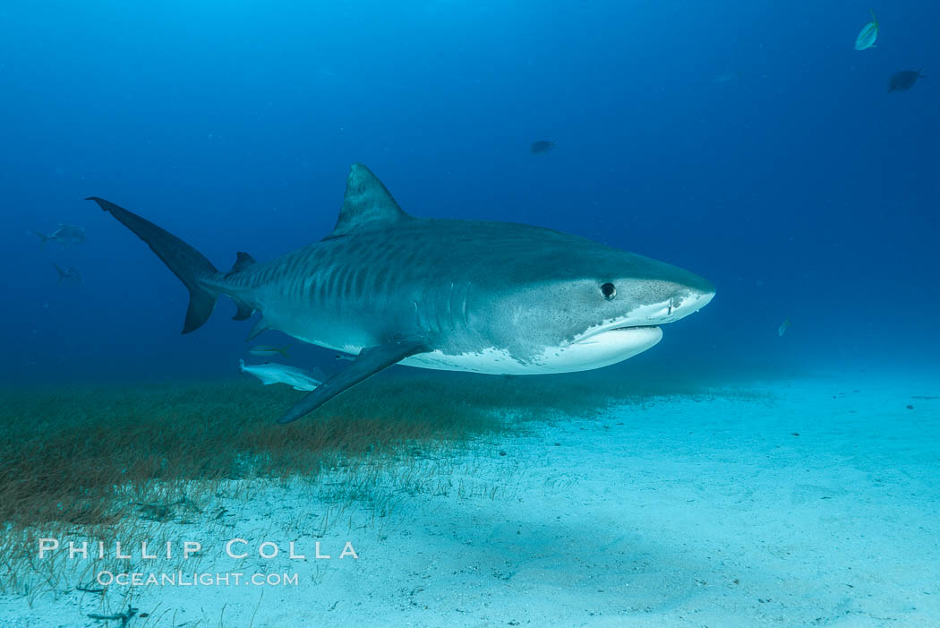 Tiger shark. Bahamas, Galeocerdo cuvier, natural history stock photograph, photo id 31964