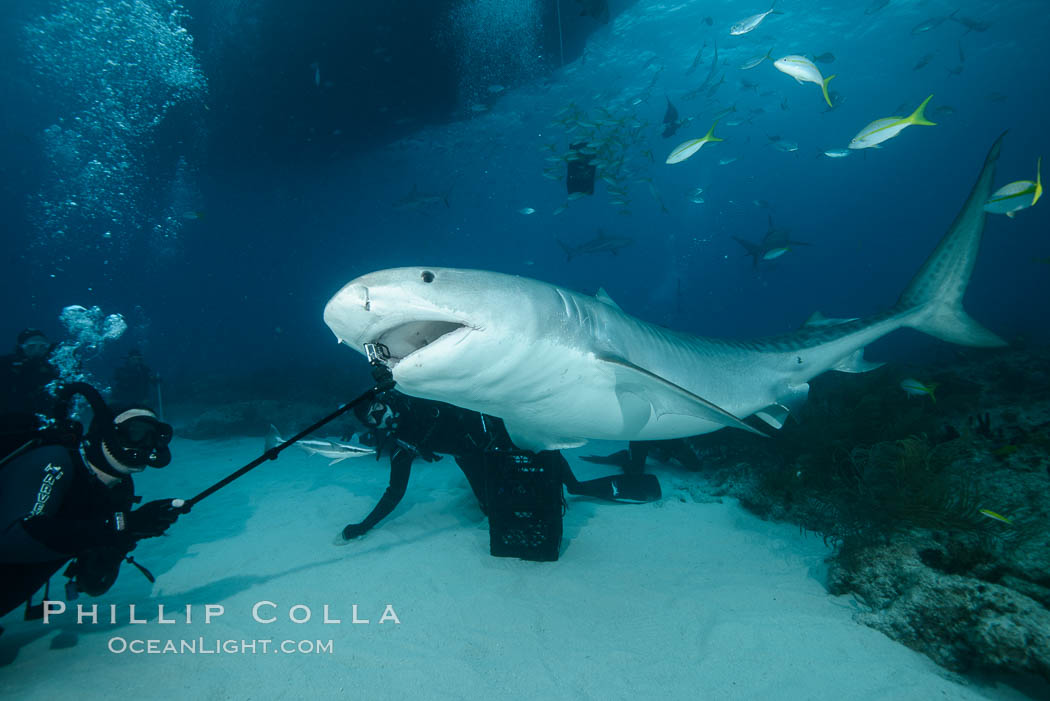 Photographing down the throat of a tiger shark with a Gopro on a selfie-stick. Bahamas, Galeocerdo cuvier, natural history stock photograph, photo id 31879