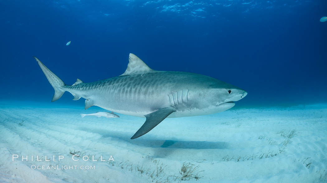 Panorama of a large Tiger shark swimming over white sand. Bahamas, Galeocerdo cuvier, natural history stock photograph, photo id 31887