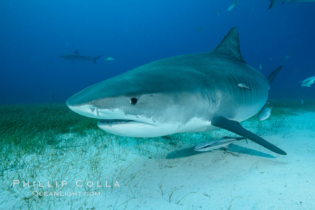 Tiger shark. Bahamas, Galeocerdo cuvier, natural history stock photograph, photo id 31919