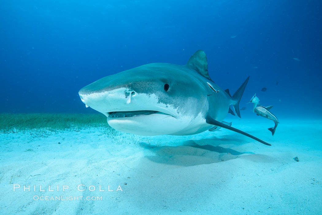 Tiger shark close up view, including nostrils and ampullae of Lorenzini. Bahamas, Galeocerdo cuvier, natural history stock photograph, photo id 31939