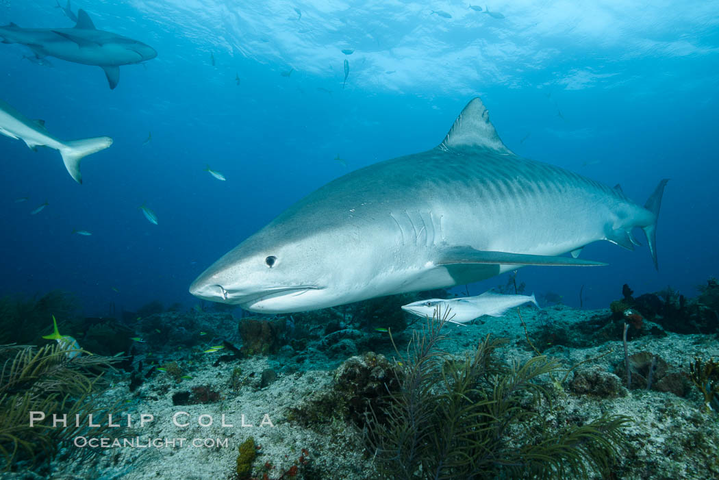 Tiger shark swimming over coral reef. Bahamas, Galeocerdo cuvier, natural history stock photograph, photo id 31951