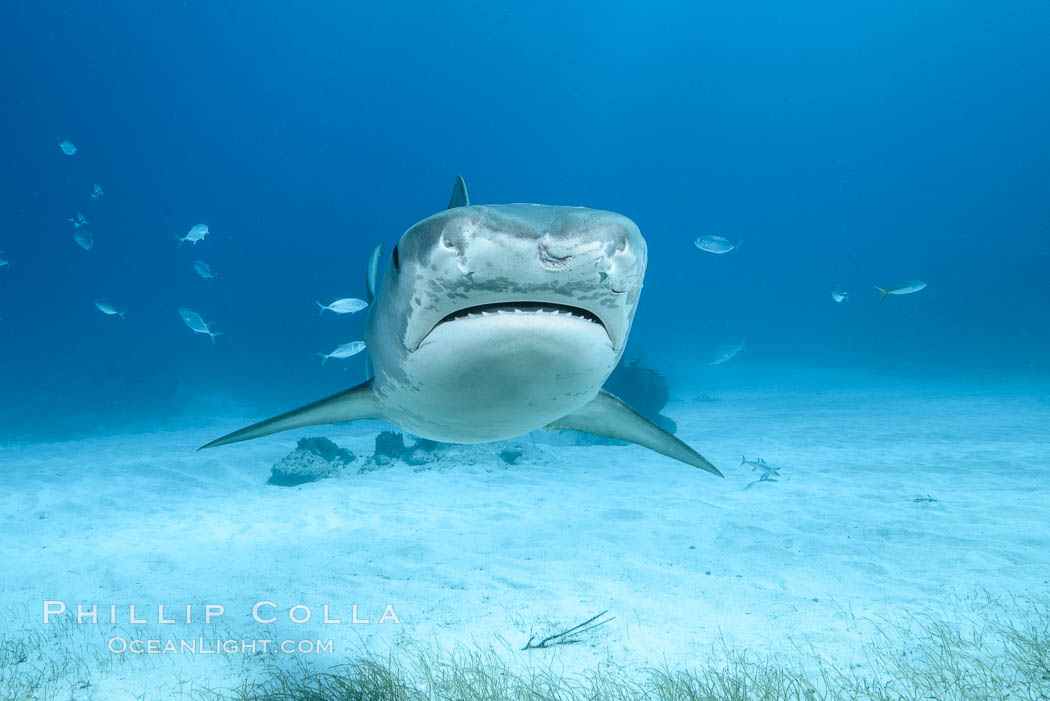 Tiger shark. Bahamas, Galeocerdo cuvier, natural history stock photograph, photo id 31955