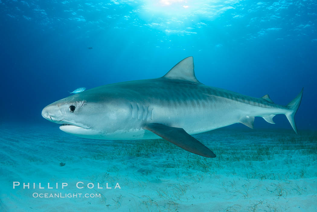 Injured tiger shark.  This young and small tiger shark shows injuries about its face, likely from bites by other sharks. Bahamas, Galeocerdo cuvier, natural history stock photograph, photo id 31959