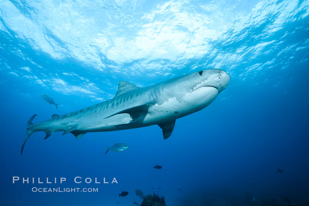 Tiger shark. Bahamas, Galeocerdo cuvier, natural history stock photograph, photo id 31881