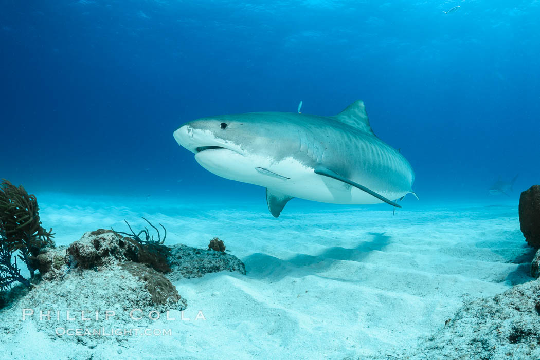 Tiger shark. Bahamas, Galeocerdo cuvier, natural history stock photograph, photo id 31885
