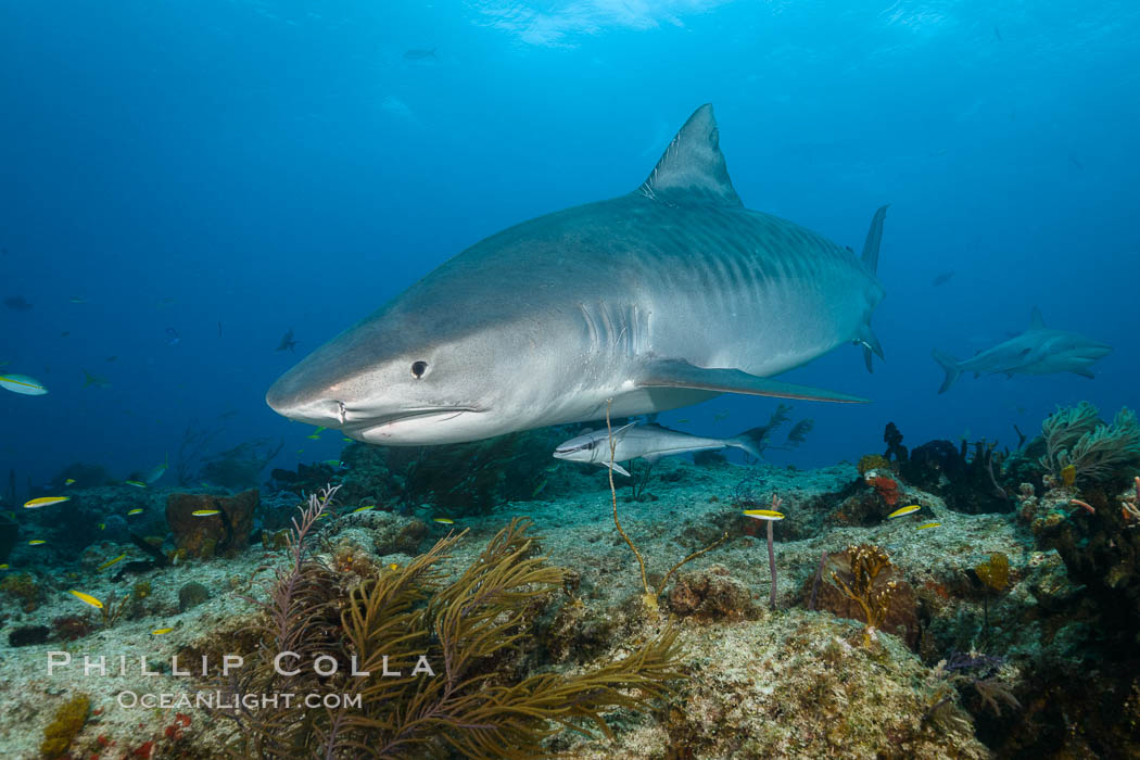 Tiger shark swimming over coral reef, Galeocerdo cuvier