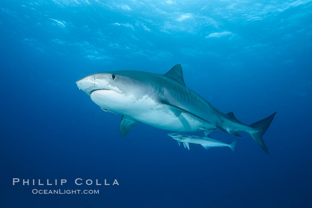 Tiger shark. Bahamas, Galeocerdo cuvier, natural history stock photograph, photo id 31893