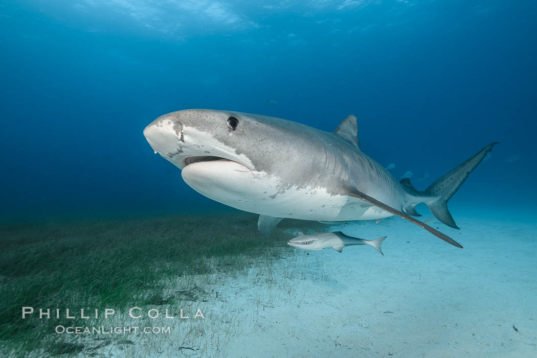 Tiger shark. Bahamas, Galeocerdo cuvier, natural history stock photograph, photo id 31897