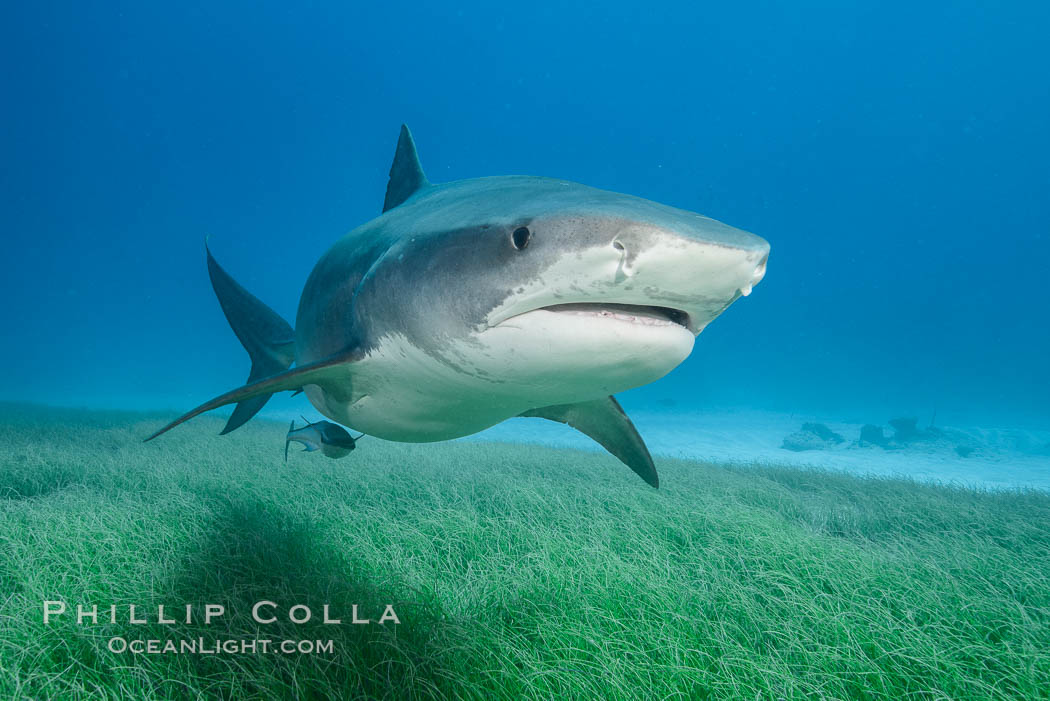 Tiger shark close up view, including nostrils and ampullae of Lorenzini, Galeocerdo cuvier
