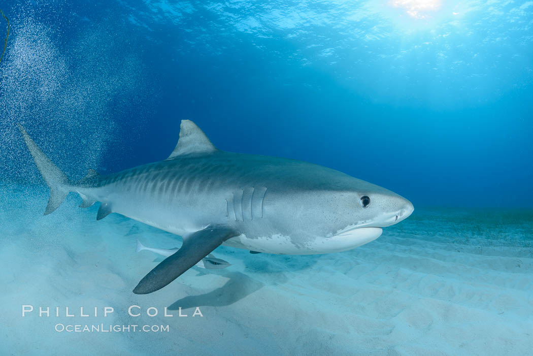 Tiger shark. Bahamas, Galeocerdo cuvier, natural history stock photograph, photo id 31909