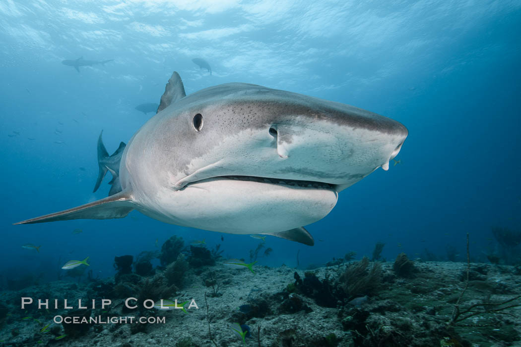 Tiger shark close up view, including nostrils and ampullae of Lorenzini., Galeocerdo cuvier, natural history stock photograph, photo id 31913