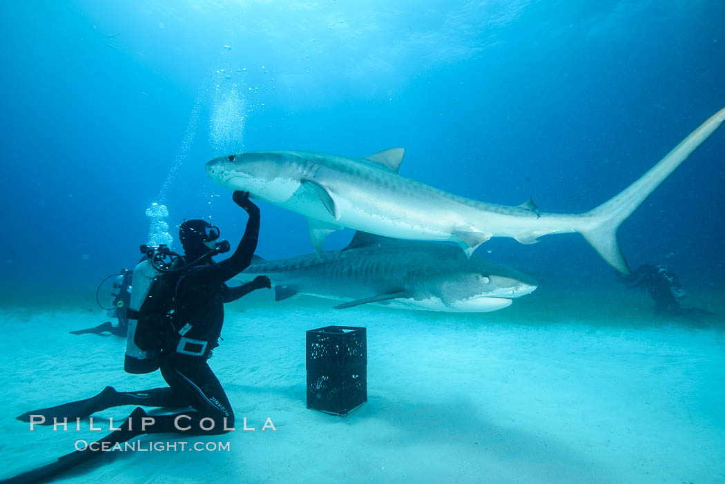 Expert hand feeds multiple tiger sharks in the Bahamas., Galeocerdo cuvier, natural history stock photograph, photo id 31921