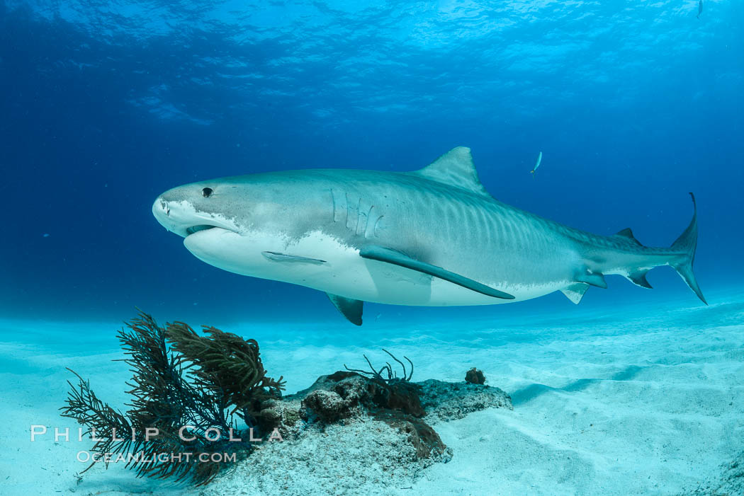 Tiger shark. Bahamas, Galeocerdo cuvier, natural history stock photograph, photo id 31929