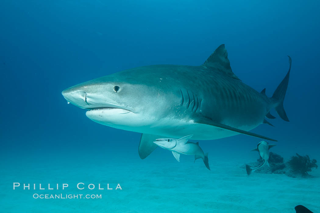 Tiger shark. Bahamas, Galeocerdo cuvier, natural history stock photograph, photo id 31933