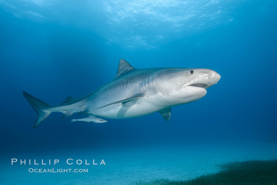 Tiger shark. Bahamas, Galeocerdo cuvier, natural history stock photograph, photo id 31937