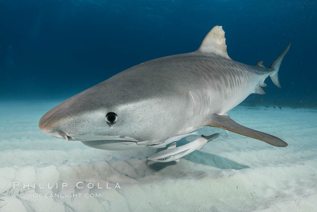 Tiger shark close up view, including nostrils and ampullae of Lorenzini. Bahamas, Galeocerdo cuvier, natural history stock photograph, photo id 31949