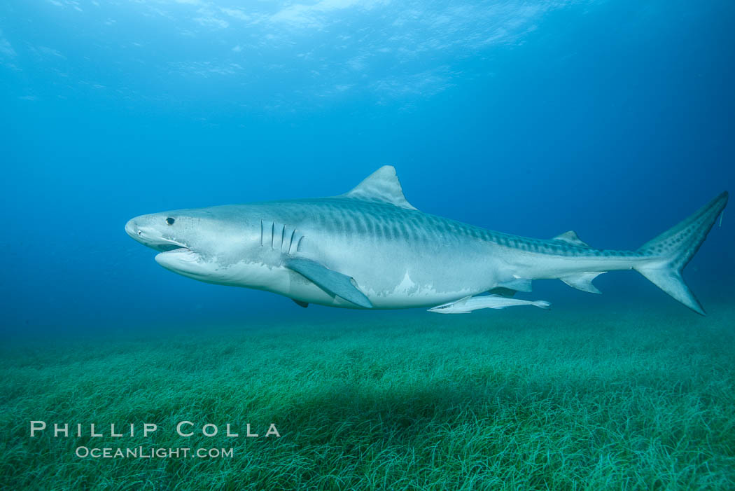 Tiger shark swimming over eel grass. Bahamas, Galeocerdo cuvier, natural history stock photograph, photo id 31953