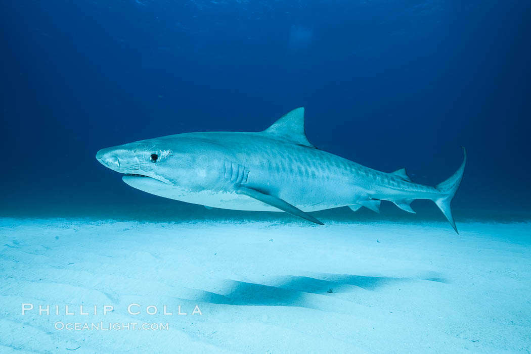 Tiger shark. Bahamas, Galeocerdo cuvier, natural history stock photograph, photo id 31957