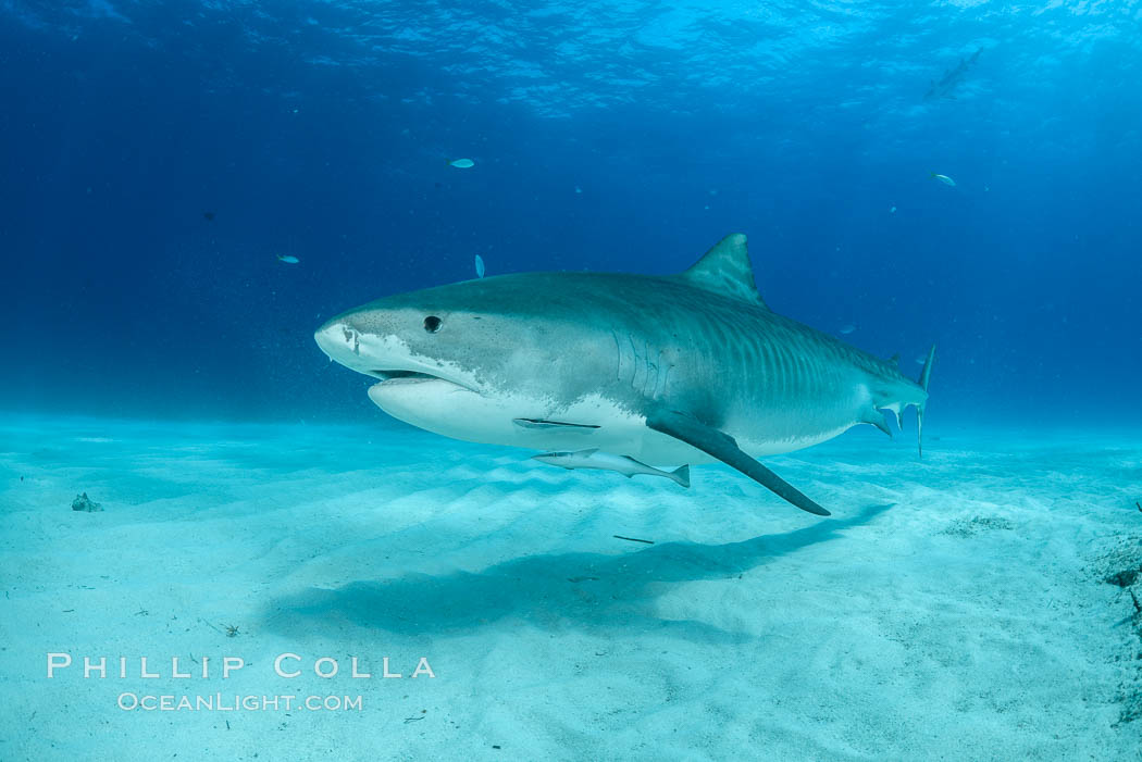 Tiger shark. Bahamas, Galeocerdo cuvier, natural history stock photograph, photo id 31961