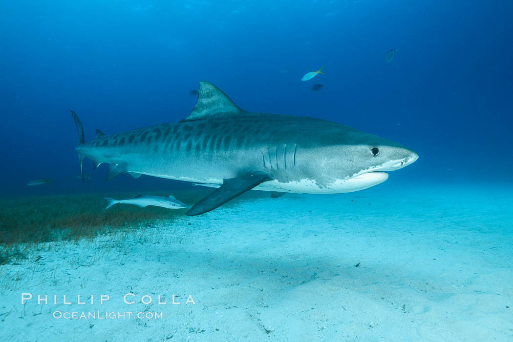 Tiger shark. Bahamas, Galeocerdo cuvier, natural history stock photograph, photo id 31965