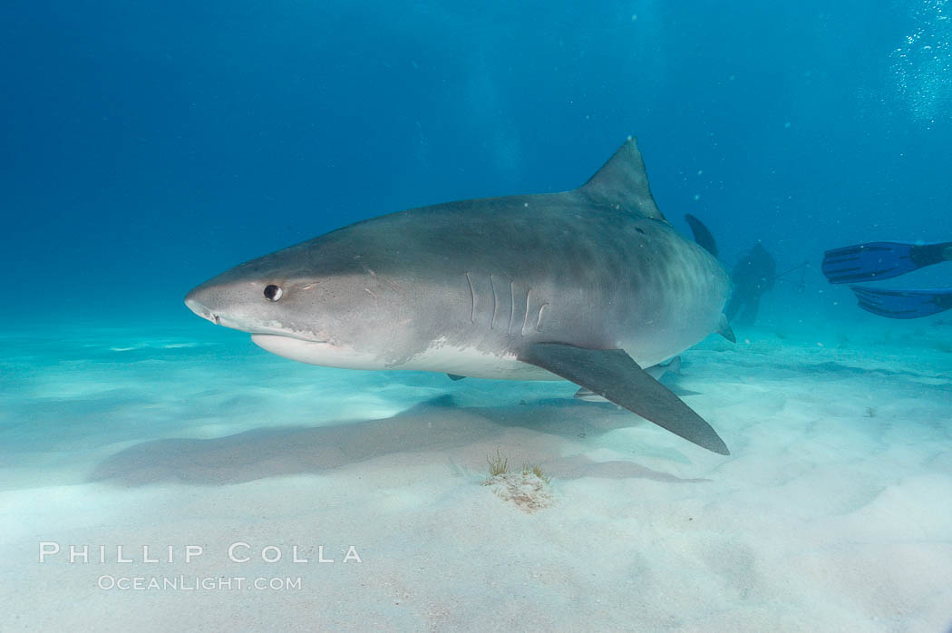 Tiger shark., Galeocerdo cuvier, natural history stock photograph, photo id 10718