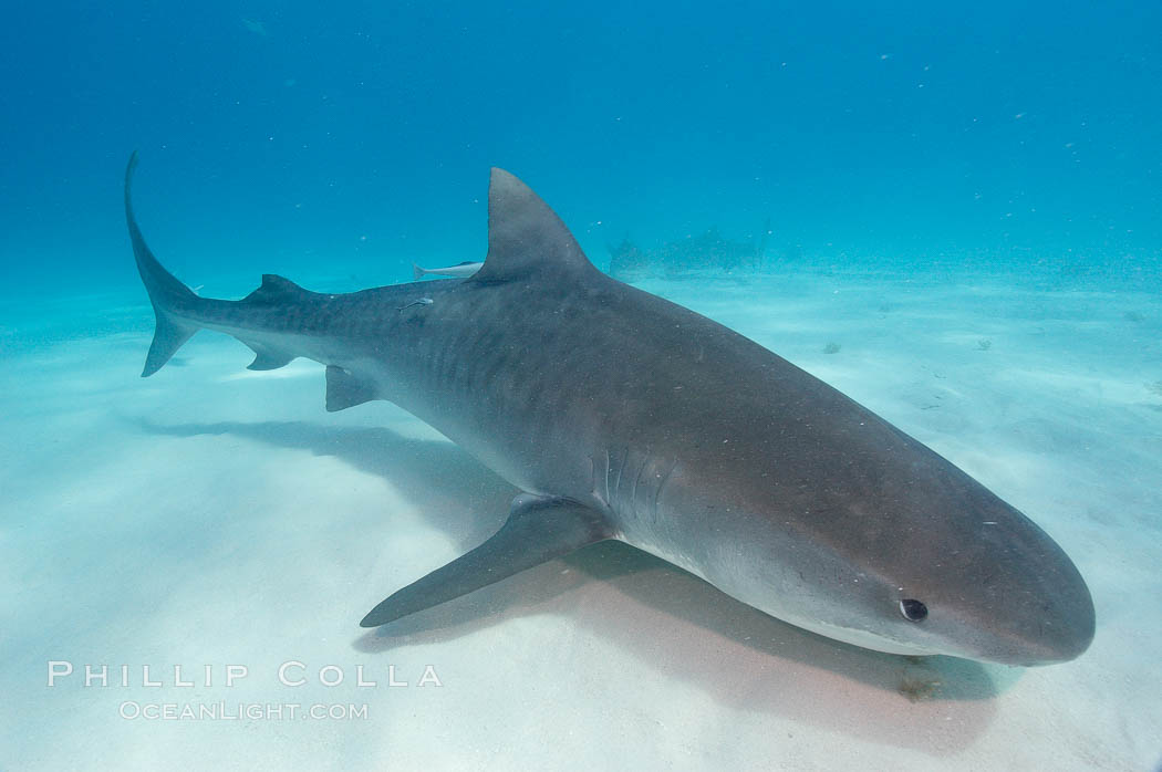 Tiger shark. Bahamas, Galeocerdo cuvier, natural history stock photograph, photo id 10703