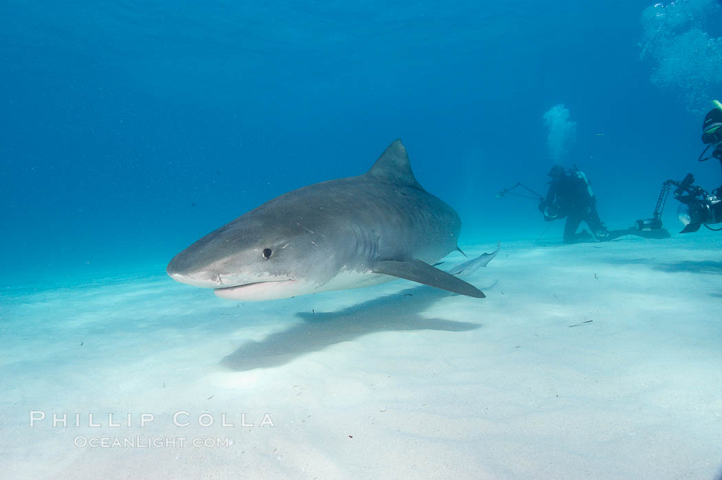 Tiger shark., Galeocerdo cuvier, natural history stock photograph, photo id 10715