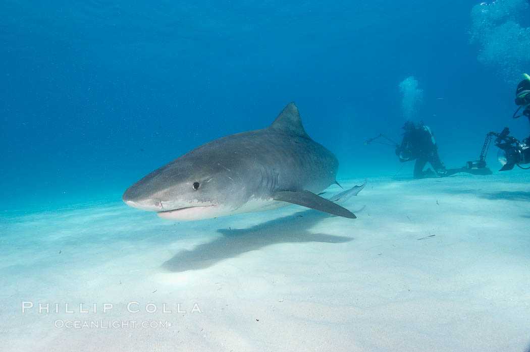 Tiger shark. Bahamas, Galeocerdo cuvier, natural history stock photograph, photo id 10715