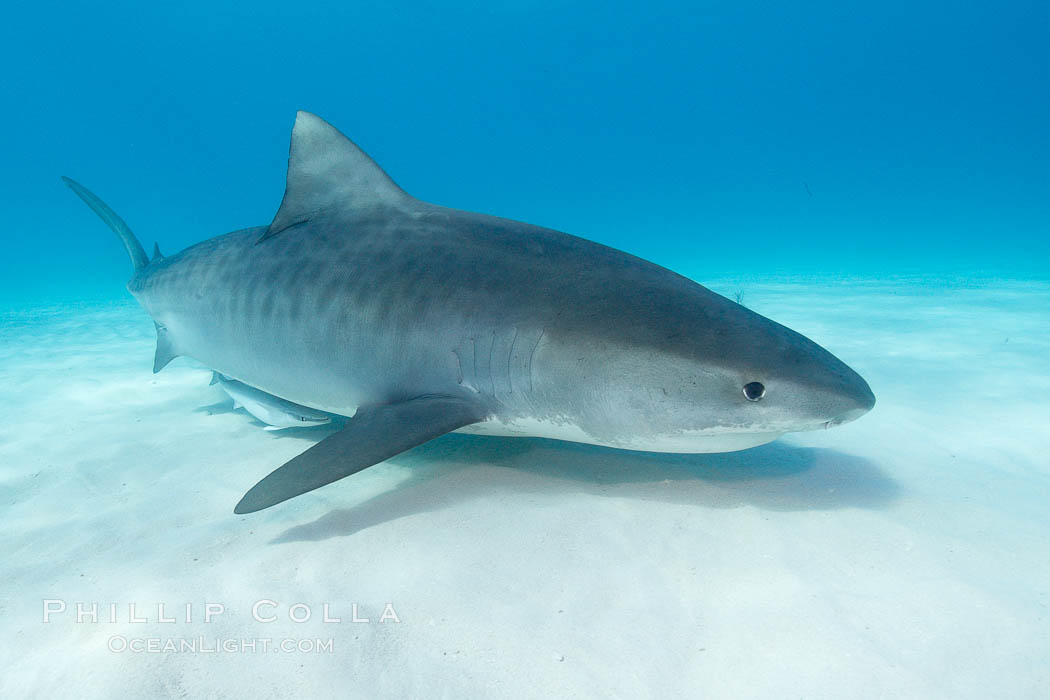 Tiger shark., Galeocerdo cuvier, natural history stock photograph, photo id 10717