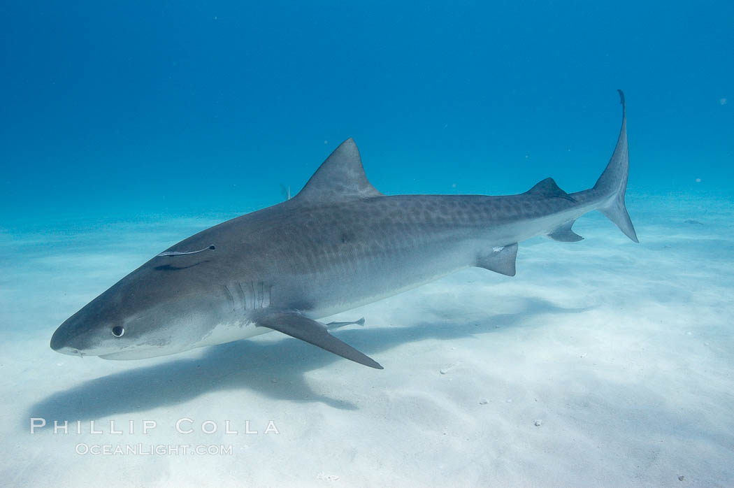 Tiger shark. Bahamas, Galeocerdo cuvier, natural history stock photograph, photo id 10646