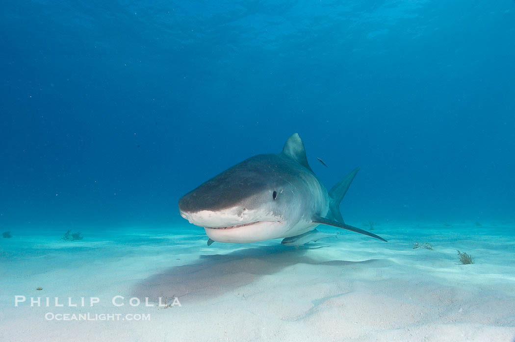 Tiger shark., Galeocerdo cuvier, natural history stock photograph, photo id 10650