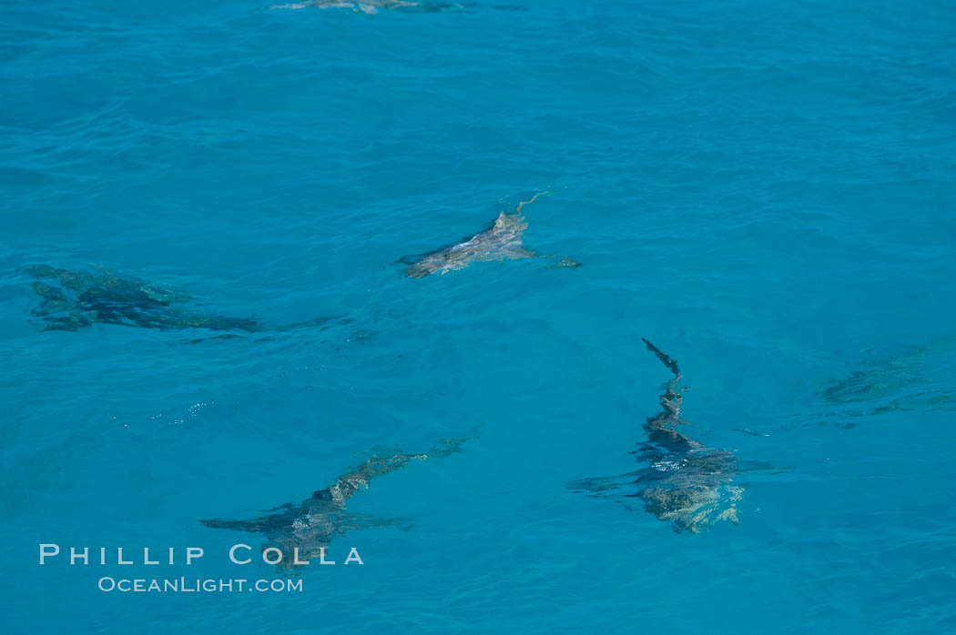 Tiger and lemon sharks gather over the shallow sand banks of the Northern Bahamas., Galeocerdo cuvier, Negaprion brevirostris, natural history stock photograph, photo id 10826