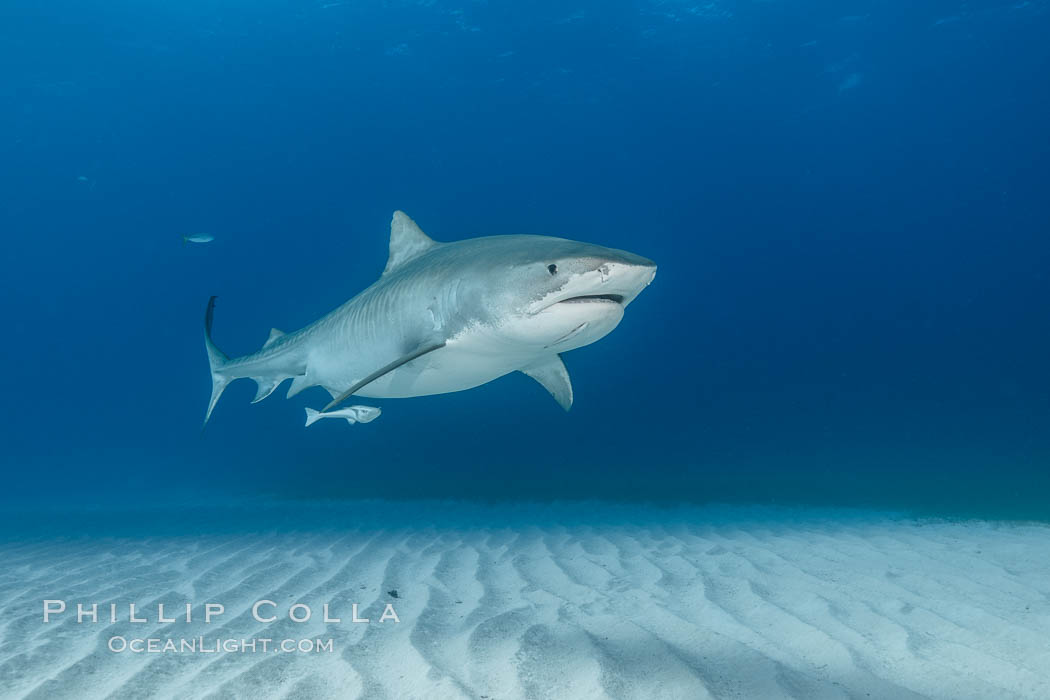 Tiger Shark (Galeocerdo cuvier) – FaunaFocus