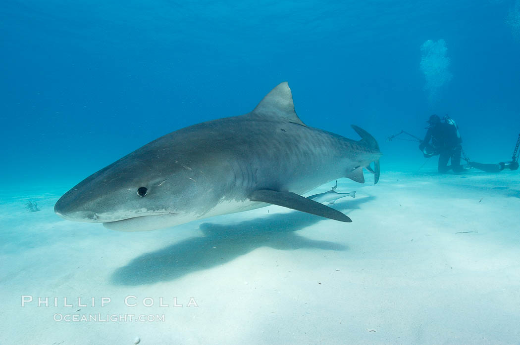 Tiger shark. Bahamas, Galeocerdo cuvier, natural history stock photograph, photo id 10656