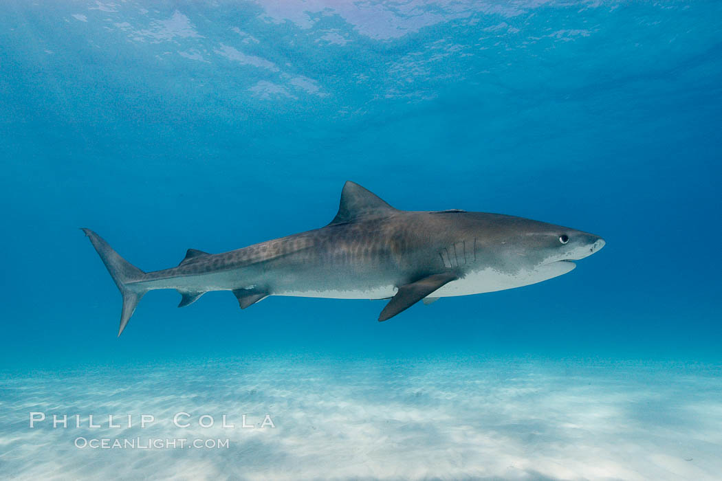 Tiger shark. Bahamas, Galeocerdo cuvier, natural history stock photograph, photo id 10748