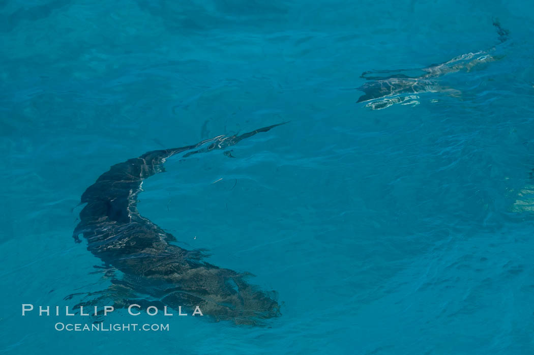 Tiger and lemon sharks gather over the shallow sand banks of the Northern Bahamas., Galeocerdo cuvier, Negaprion brevirostris, natural history stock photograph, photo id 10828