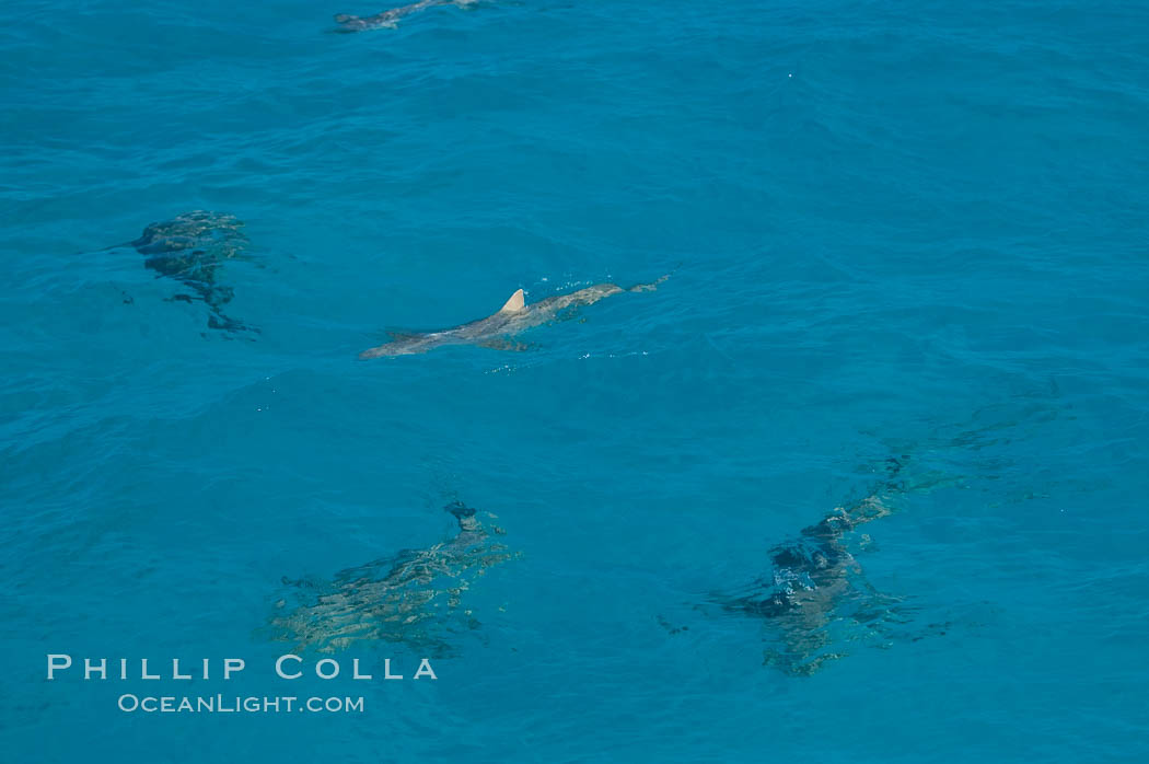 Tiger and lemon sharks gather over the shallow sand banks of the Northern Bahamas., Galeocerdo cuvier, Negaprion brevirostris, natural history stock photograph, photo id 10827