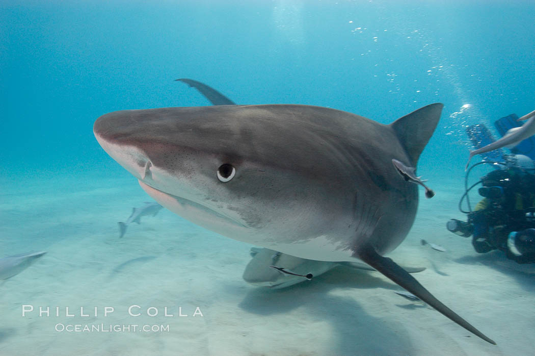Tiger shark. Bahamas, Galeocerdo cuvier, natural history stock photograph, photo id 10746