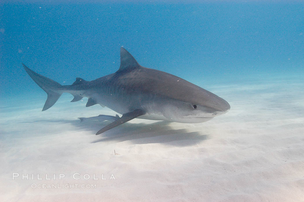 Tiger shark., Galeocerdo cuvier, natural history stock photograph, photo id 10728