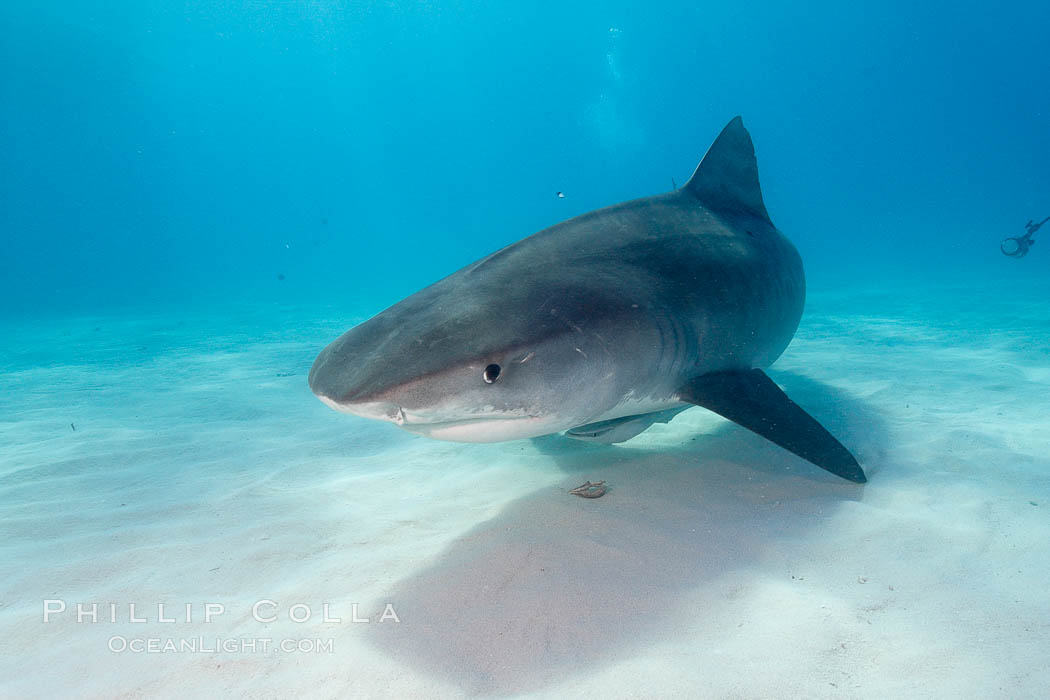 Tiger shark. Bahamas, Galeocerdo cuvier, natural history stock photograph, photo id 10736