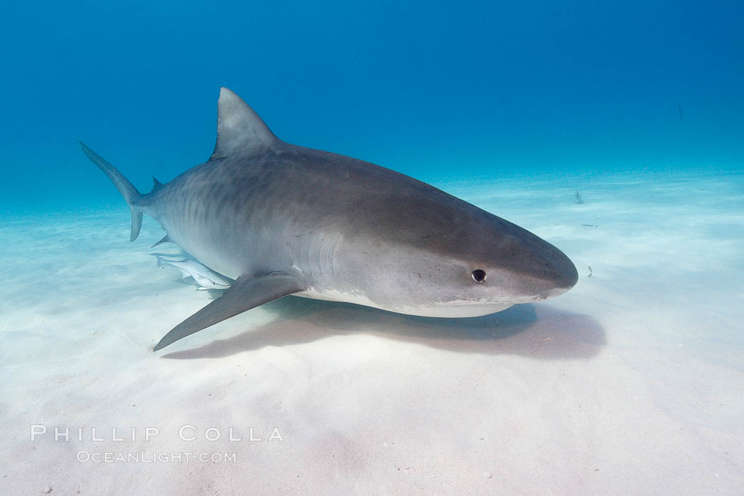 Tiger shark. Bahamas, Galeocerdo cuvier, natural history stock photograph, photo id 10740
