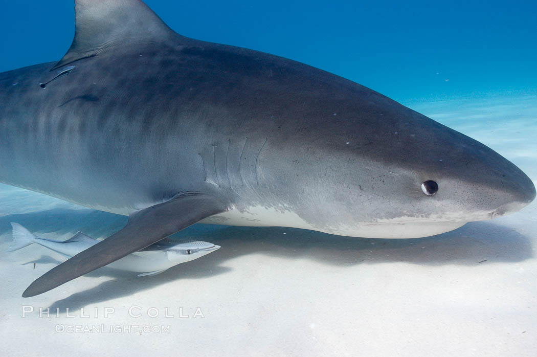 Tiger shark. Bahamas, Galeocerdo cuvier, natural history stock photograph, photo id 10735