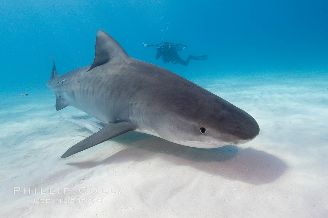 Tiger shark. Bahamas, Galeocerdo cuvier, natural history stock photograph, photo id 10739