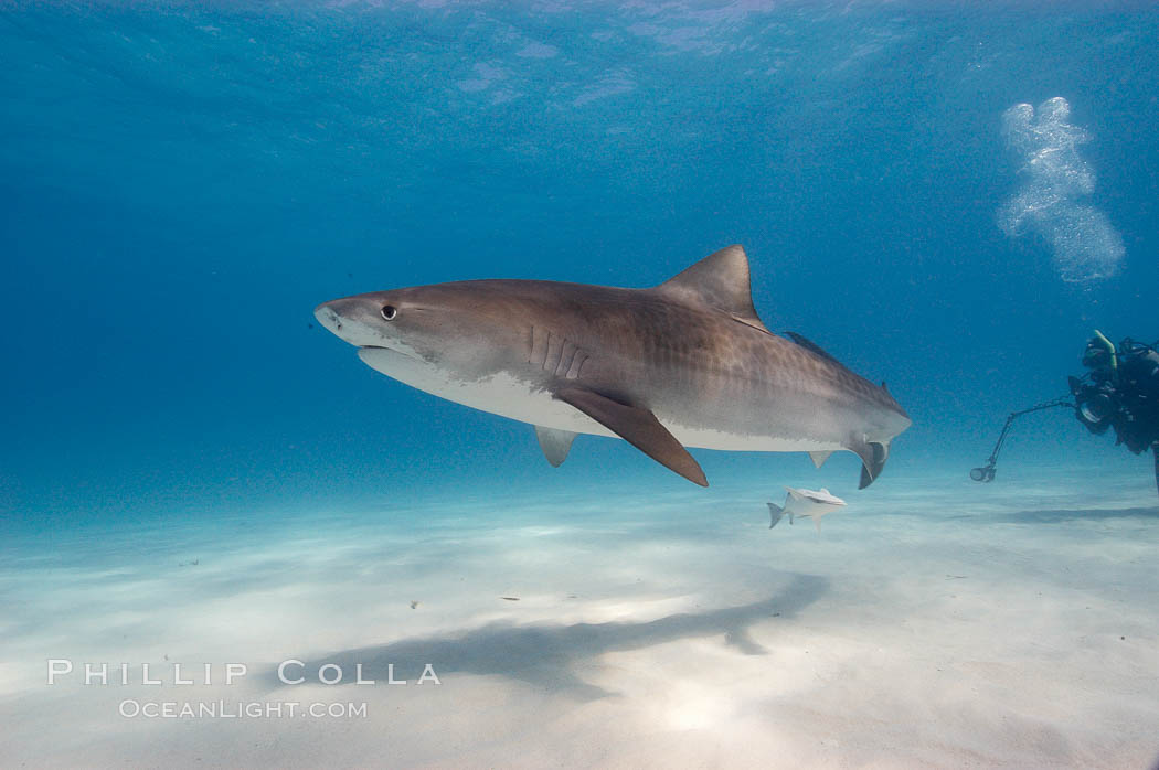 Tiger shark. Bahamas, Galeocerdo cuvier, natural history stock photograph, photo id 10733