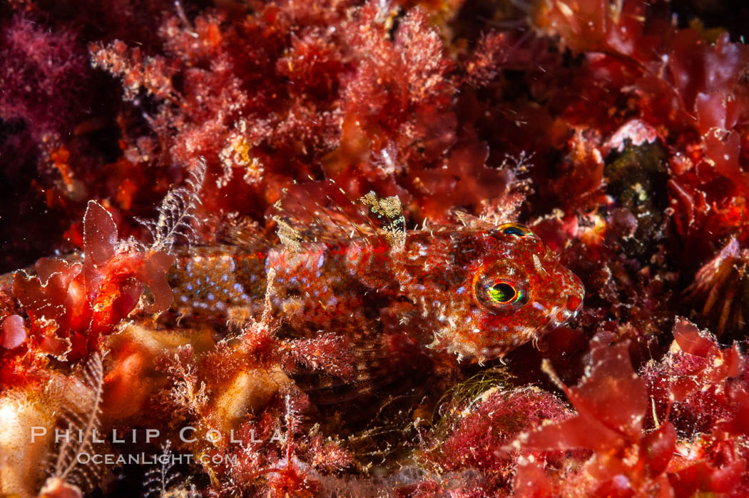 Tiny unidentified fish hides amid algae growing on a rocky reef. Santa Barbara Island, California, USA, natural history stock photograph, photo id 10177