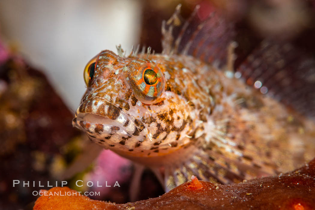 Tiny fish, unidentified, Browning Pass, Vancouver Island. British Columbia, Canada, natural history stock photograph, photo id 35270