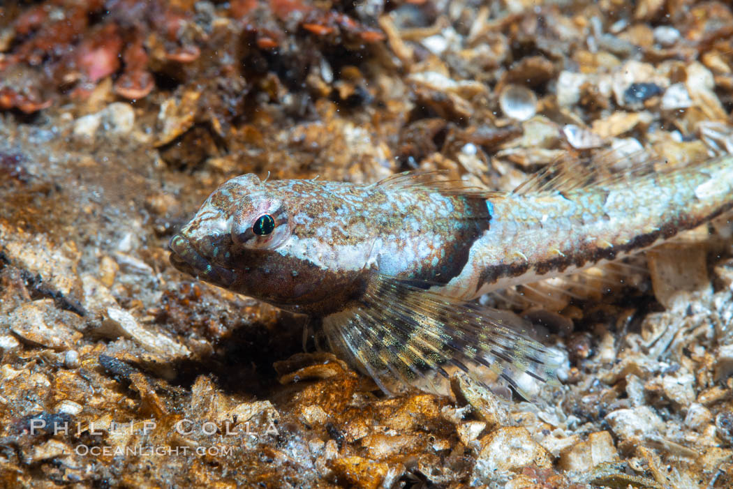 Tiny fish, unidentified, Browning Pass, Vancouver Island. British Columbia, Canada, natural history stock photograph, photo id 35530